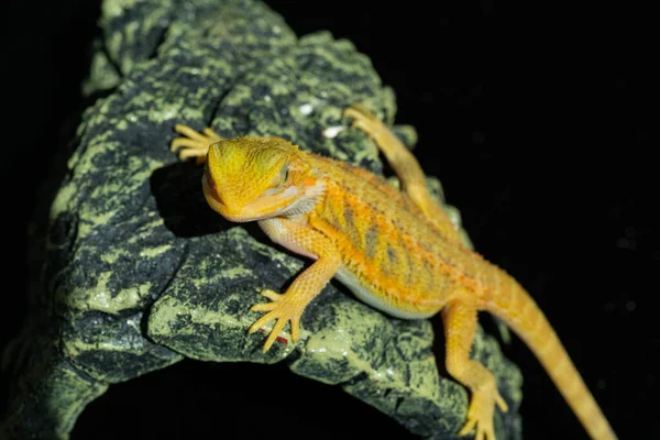 Bearded Dragon Ground Blur Backgroun — Stock Photo, Image