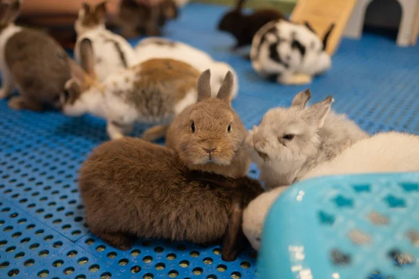 Кролики Спят Земле Кролики Домашние Любимцы — стоковое фото