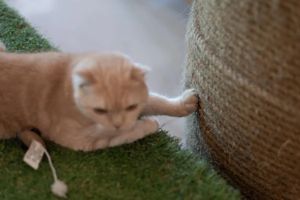 Närbild Skott Katt Marken Hem Anima — Stockfoto