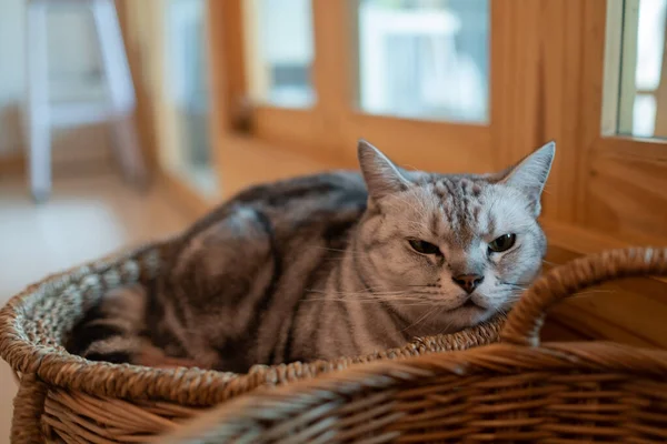 Primo Piano Gatto Terra Home Anima — Foto Stock