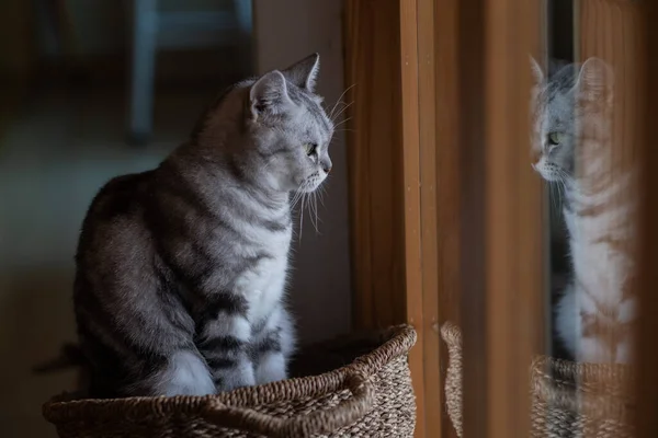 Nahaufnahme Einer Katze Auf Dem Boden Hause Anima — Stockfoto