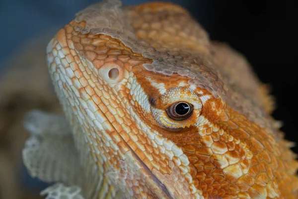 Bärtiger Drache Auf Dem Boden Mit Verschwommenem Hintergrund — Stockfoto