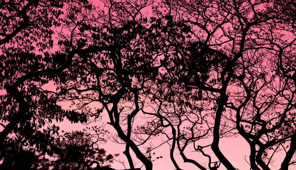 美丽的天空背景 森林的轮廓树 — 图库照片
