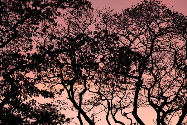 Silhouette Δέντρα Όμορφο Φόντο Τον Ουρανό Δάσος — Φωτογραφία Αρχείου