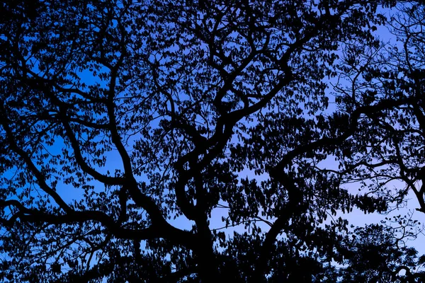 Siluetas Con Hermoso Fondo Del Cielo Bosque — Foto de Stock