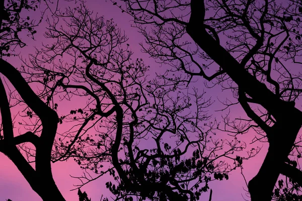 Siluetas Con Hermoso Fondo Del Cielo Bosque — Foto de Stock