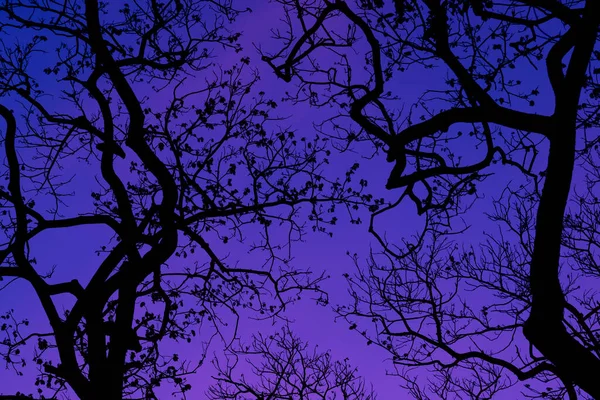 Siluetas Con Hermoso Fondo Del Cielo Bosque — Foto de Stock