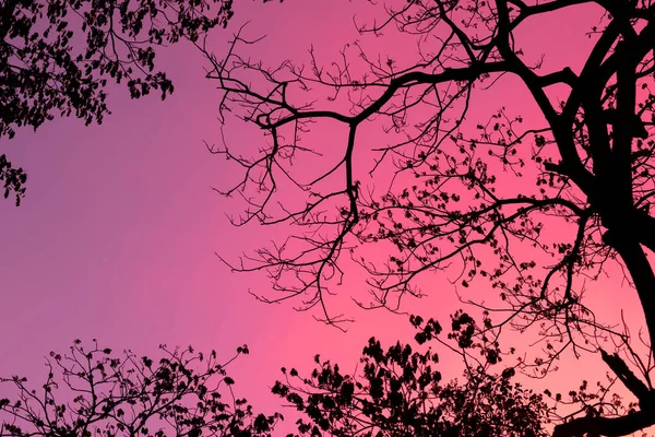 Silhouette Δέντρα Όμορφο Φόντο Τον Ουρανό Δάσος — Φωτογραφία Αρχείου