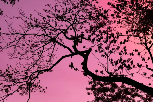 Siluetas Con Hermoso Fondo Del Cielo Bosque — Foto de Stock