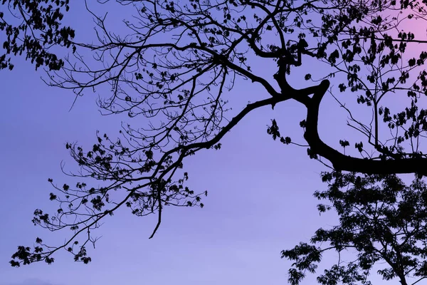 Siluetas Con Hermoso Fondo Del Cielo Bosque — Foto de Stock