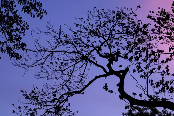 Siluetas Con Hermoso Fondo Del Cielo Bosque — Foto de Stock