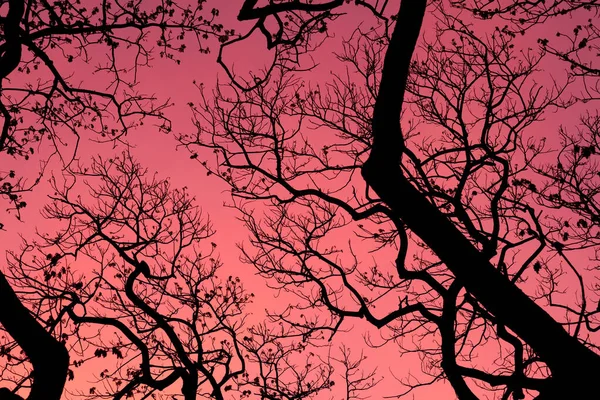 美丽的天空背景 森林的轮廓树 — 图库照片