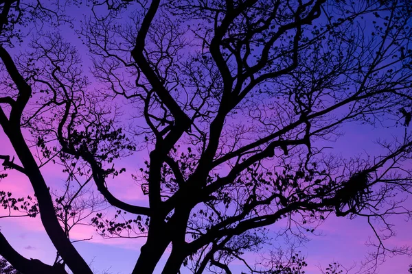 Siluetas Con Hermoso Fondo Del Cielo Bosque — Foto de Stock