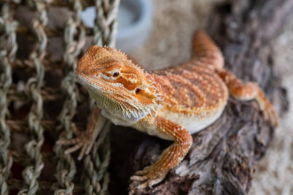 Close Bebaarde Draak Grond Met Wazig Achtergrond — Stockfoto