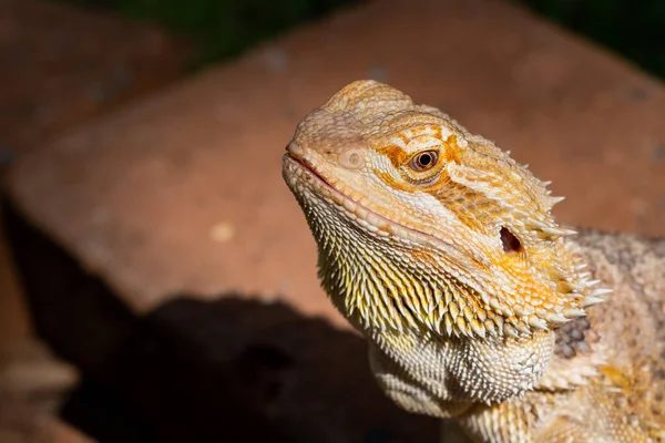 Primer Plano Dragón Barbudo Suelo Con Fondo Borroso — Foto de Stock