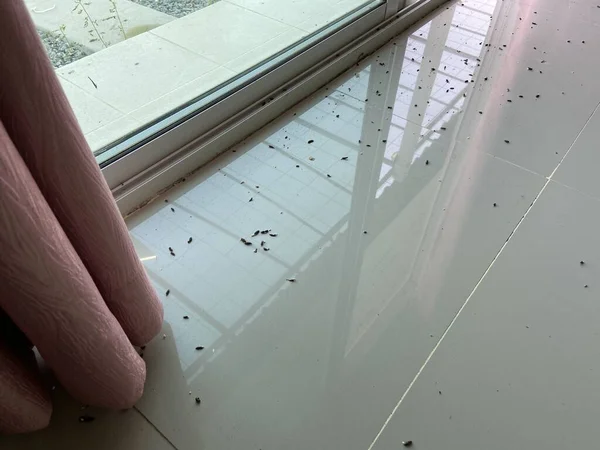 Lizard shit on the floor, Dirty floo