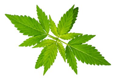 Kenevir bitkisi. Kenevir yetişiyor. Tıbbi marihuana. Organik kenevir filizi. Beyaz izole arkaplanda makro yakın plan. 