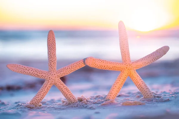 Starfish on the ocean beach. Spring or summer vacations. Beautiful ocean sunset. Sea or Ocean coast with white sand. Florida paradise. Tropical nature. Beautiful ocean sunset. Good for travel agency.