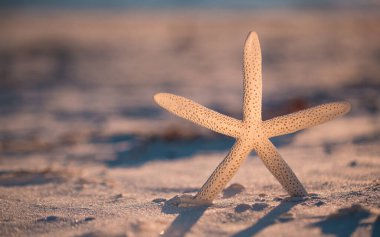 Okyanus sahilinde denizyıldızı. Bahar ya da yaz tatili. Güzel okyanus batımı. Beyaz kumlu deniz ya da okyanus kıyısı. Florida cenneti. Tropikal doğa. Güzel okyanus batımı. Seyahat acentesi için iyi.