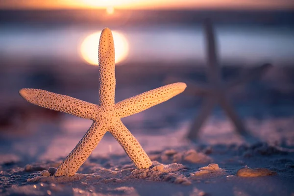 Starfish on the ocean beach. Spring or summer vacations. Beautiful ocean sunset. Sea or Ocean coast with white sand. Florida paradise. Tropical nature. Beautiful ocean sunset. Good for travel agency.