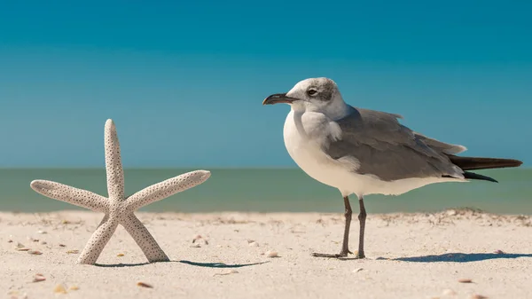 Seagull and starfish. Ocean or sea birds on the beach. Spring or summer vacations. Beautiful blue sky and turquoise ocean water. Quartz sand. Sea coast. Florida paradise. Tropical nature. Sand dunes.