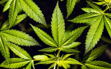 Marihuana veya kenevir yeşili yaprak. Kenevir yetiştiriyor. Tıbbi marihuana sativa ya da indica. Organik kenevir filizi. Siyah arkaplanda kopyalama alanı olan makro yakın plan.