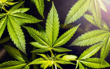 Marihuana veya kenevir yeşili yaprak. Kenevir yetiştiriyor. Tıbbi marihuana sativa ya da indica. Organik kenevir filizi. Güneş ışınları. Siyah arkaplanda kopyalama alanı olan makro yakın plan.