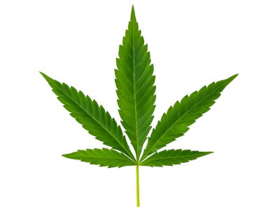 Marihuana veya kenevir yeşili yaprak. Kenevir yetiştiriyor. Tıbbi marihuana sativa ya da indica. Organik kenevir filizi. Yasal uyuşturucular. Amerika Birleşik Devletleri Küçültüyor. İzole edilmiş beyaz arkaplanda makro. 