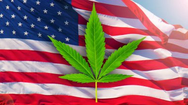 Marihuana veya kenevir yeşili yaprak ve Amerikan bayrağı. Kenevir yetiştiriyor. Tıbbi marihuana sativa ya da indica. Organik kenevir filizi. Yasal uyuşturucular. ABD, esrar veya kenevirden arındırdı.