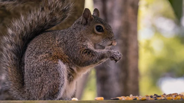 Squirrel eating a nuts and seeds. Cute Squirrel on the feeder. Green tree leaves on background. Close-up macro shot. Feeding wild animals.