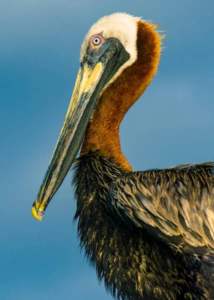 Pelican portrait. Ocean or Sea bird. Blue sky on background. Bird feathers. Wildlife animals. Close-up photo.