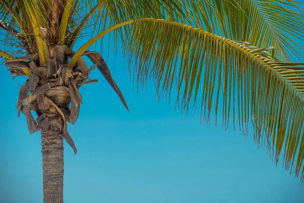 Branche Palmier Vert Ciel Bleu Sur Fond Vacances Printemps Vacances — Photo