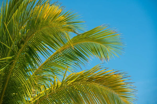 Kokospalme Grüner Ast Blauer Himmel Auf Dem Hintergrund Frühjahrspause Oder — Stockfoto