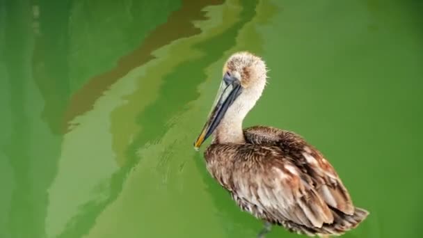 Πελεκάνος Ωκεανό Θαλασσοπούλι Κόλπος Του Μεξικού Φτερά Πουλιών Άγρια Ζώα — Αρχείο Βίντεο