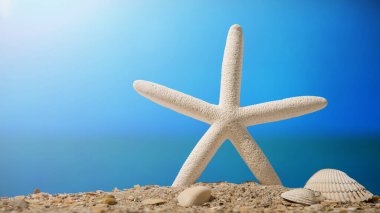Kumsalda deniz yıldızları ve deniz kabukları. Okyanus sahili. Yaz tatilleri. Parlak güneşli bir gün ve mavi gökyüzü. Sahil hattı. Florida cenneti. Tropikal doğa. Deniz Burnu Seyahat acentesi veya kartpostal kavramı.