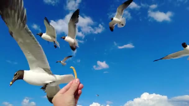 カモメだ カモメへの餌やり 海の鳥を飛んでいる 野生動物 海のビーチで夏休み 雲を背景に青空 旅行代理店広告のコンセプト 高解像度4Kビデオ — ストック動画