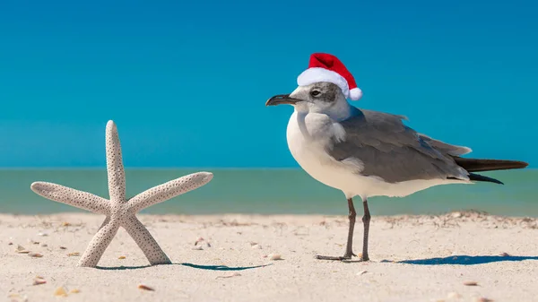 Zeester Meeuw Het Strand Kerstmeeuw Rode Kerstman Sneeuwman Hoed Zonnig — Stockfoto