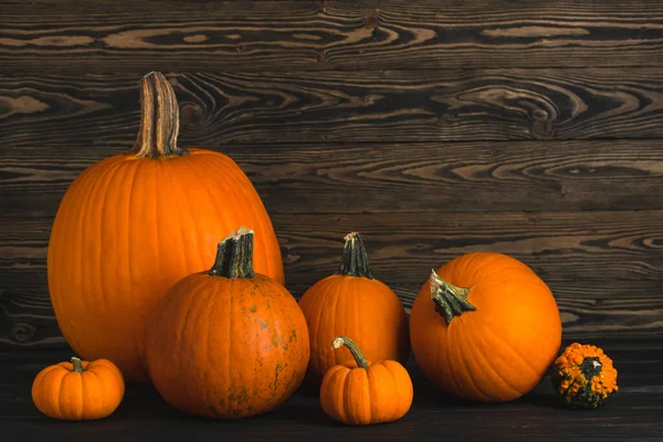 Citrouille Pour Thanksgiving Day October Fest Beaucoup Citrouilles Sur Fond — Photo