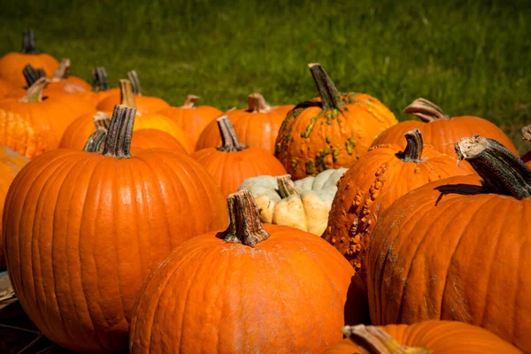 Calabazas Huerto Calabazas Mercado Agricultores Aire Libre Decoración Granja Calabaza —  Fotos de Stock