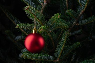 Noel ağacı. Her zaman yeşil olan ağaç dalında asılı kırmızı Noel süsü. Noel arkaplanı. Çam iğneli bayram süsü. Noel, yeni yıl kutlaması ve mevsimlik dekor konsepti