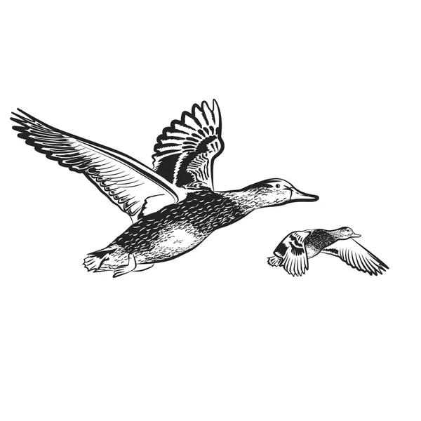 Ducks fly on the white background Royalty Free Stock Vectors