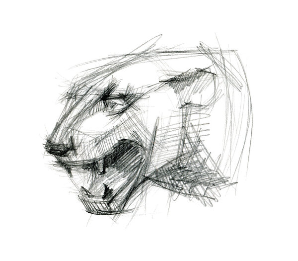  Tiger head. Ink sketch. 