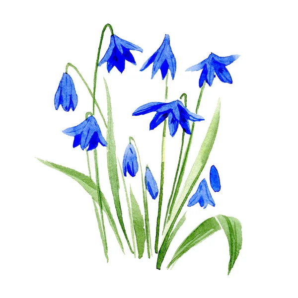 Tavaszi bluebell. Akvarell illusztráció. — Stock Fotó