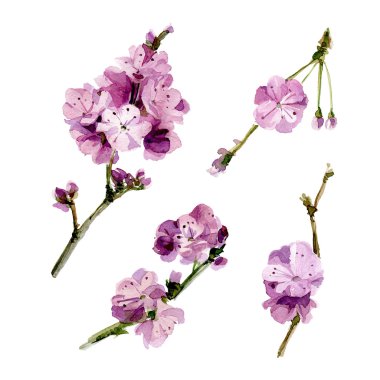 Suluboya Sakura çiçek ayarla.  