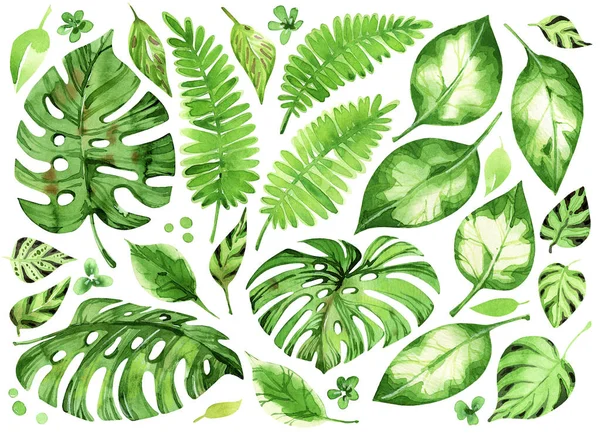 在白色背景上隔绝的一组热带树叶的水彩画 — 图库照片