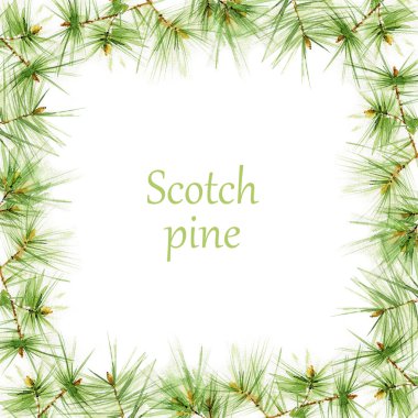 Çamın dalları suluboya çerçeve