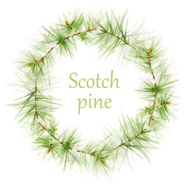 Çamın dalları suluboya yuvarlak çerçeve.