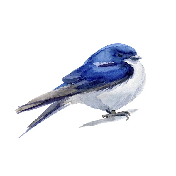 Akvarel, modrý pták. Swarlow. — Stock fotografie