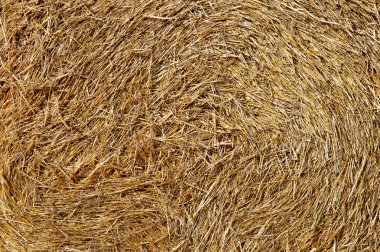 Altın saman yapısı arka plan