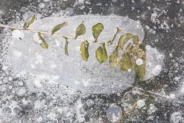 Green plant under a ice lake